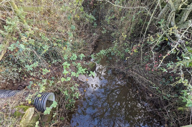 Заросшая канава со стоячей водой