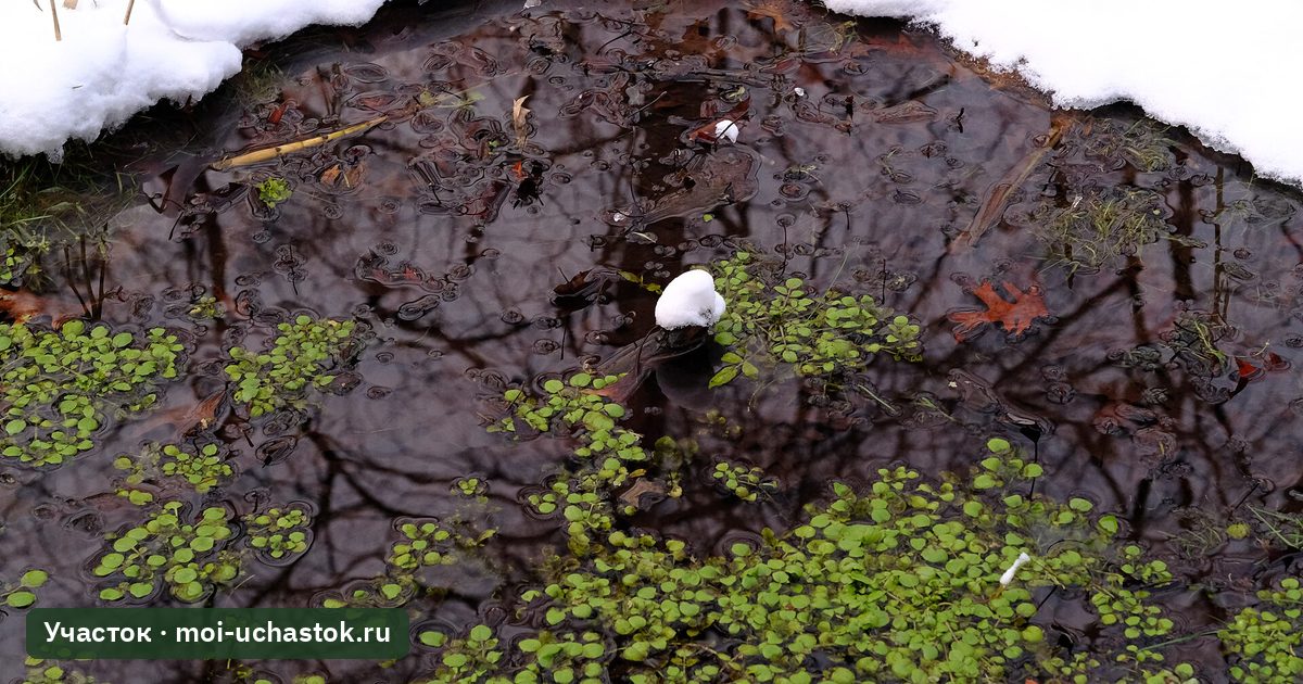 Лужа талой воды у края снега