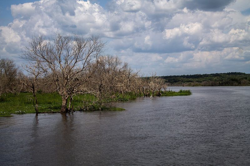Деревья, затопленные водой