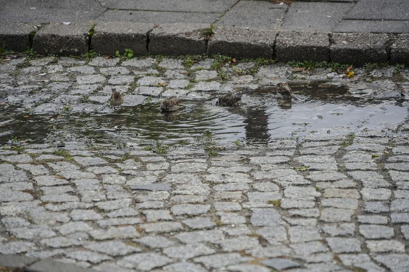 Вода застаивается на просевшем мощении
