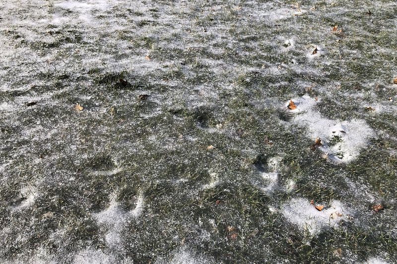 Газон под ледяной коркой и пятнами снега