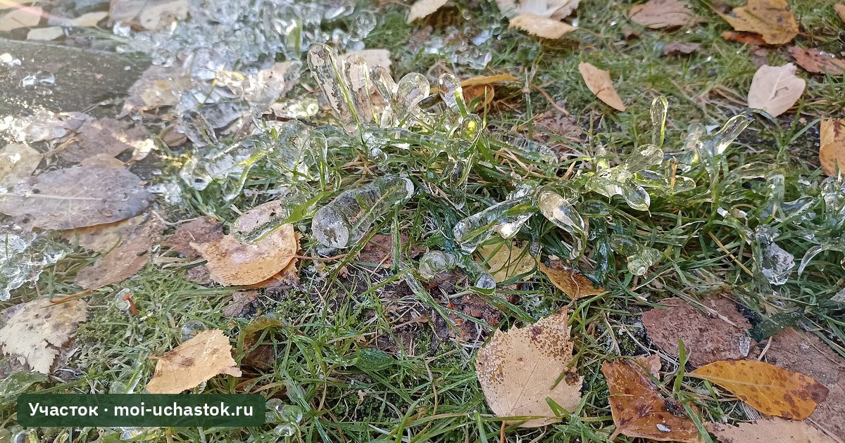 Трава, покрытая ледяной коркой