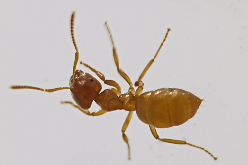 Жёлтый земляной муравей
