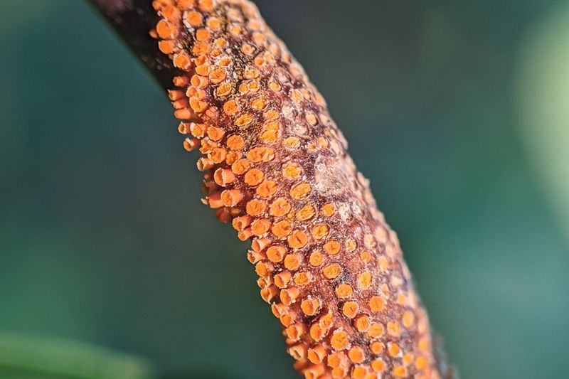 Корончатая ржавчина (Puccinia coronata)