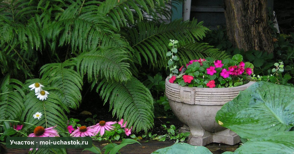 Тенистый сад под деревьями