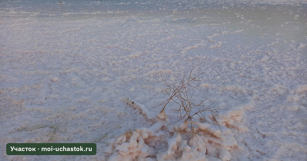 Солевая корка на поверхности почвы