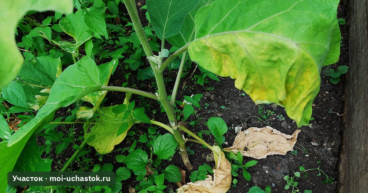 Баклажан с признаками вертициллёзного увядания