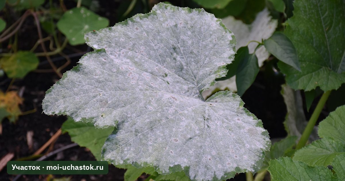Лист тыквенной культуры, покрытый мучнистой росой