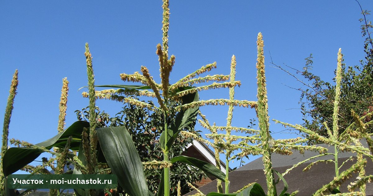 Посадки сахарной кукурузы