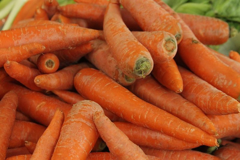 Ровные плотные корнеплоды моркови