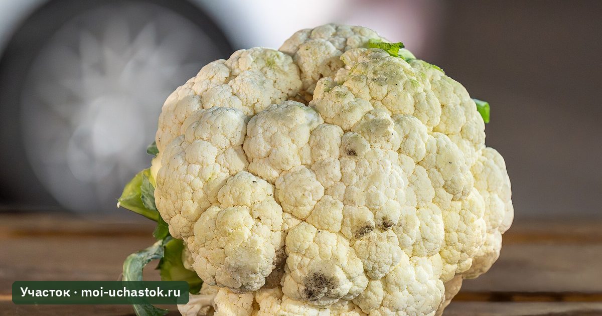Плотная белая головка цветной капусты