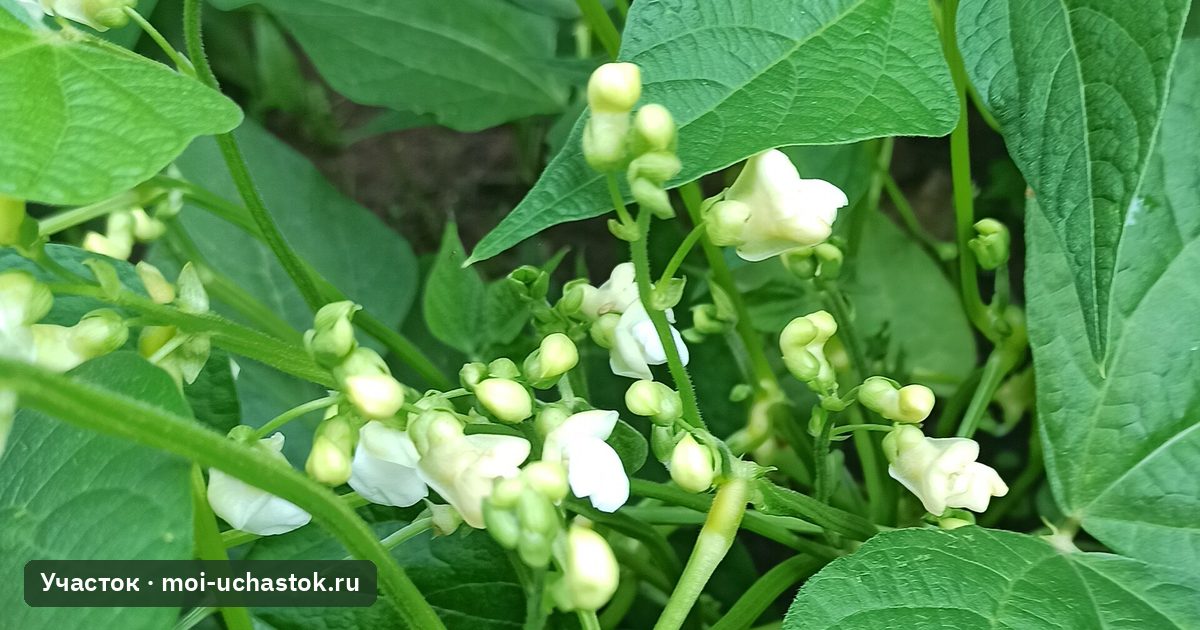 Цветущая спаржевая фасоль
