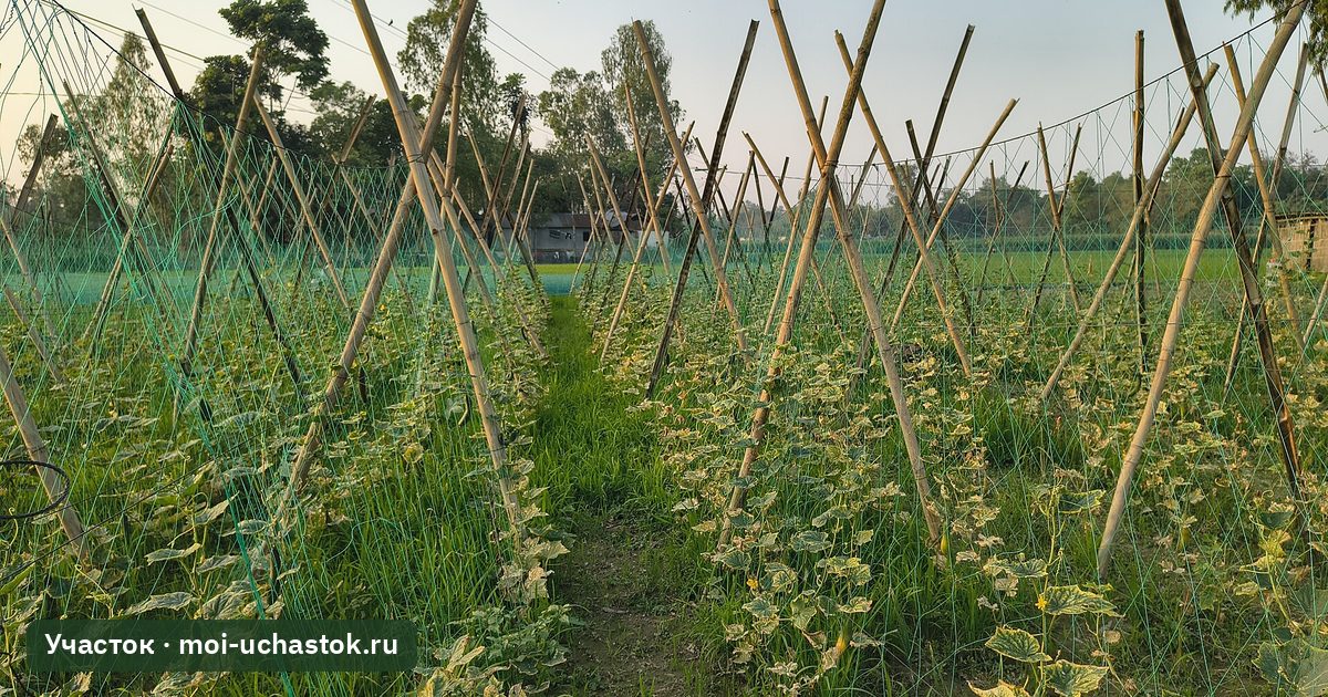 Огурцы на вертикальной шпалере