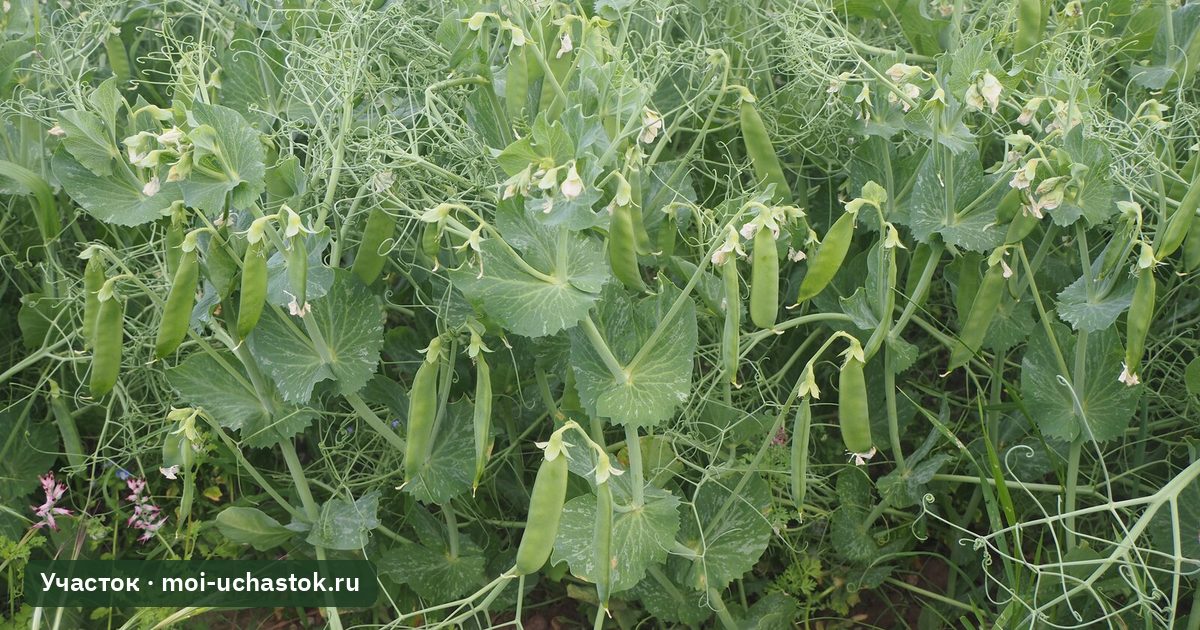 Горох со стручками на грядке