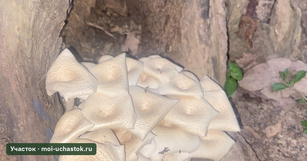 Вешенки на древесине
