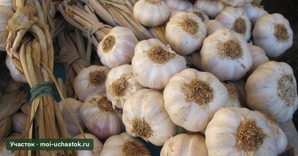 Головки чеснока и косичка из стеблей