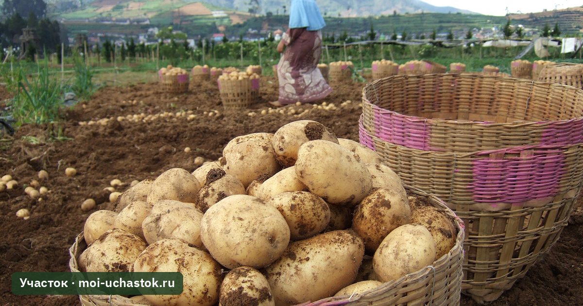 Свежевыкопанный картофель в корзинах на поле