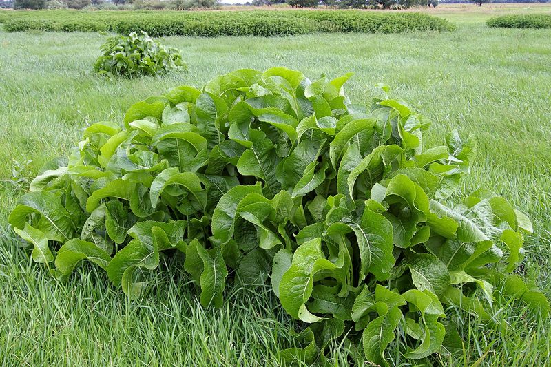 Разросшийся куст хрена