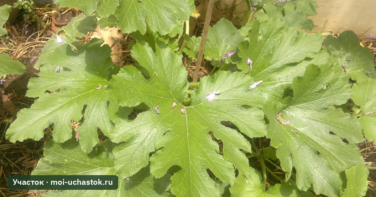 Куст кабачка на грядке