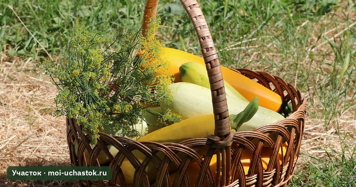 Собранные кабачки в корзине