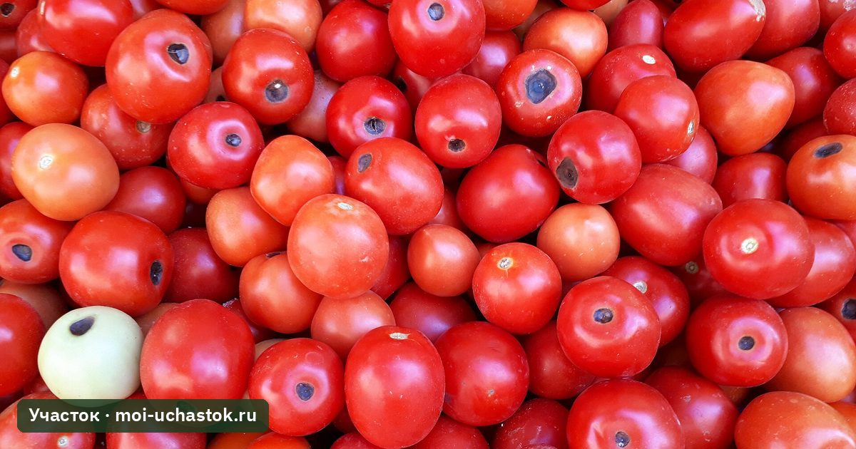 Урожай томатов: кальций помогает предупредить вершинную гниль плодов