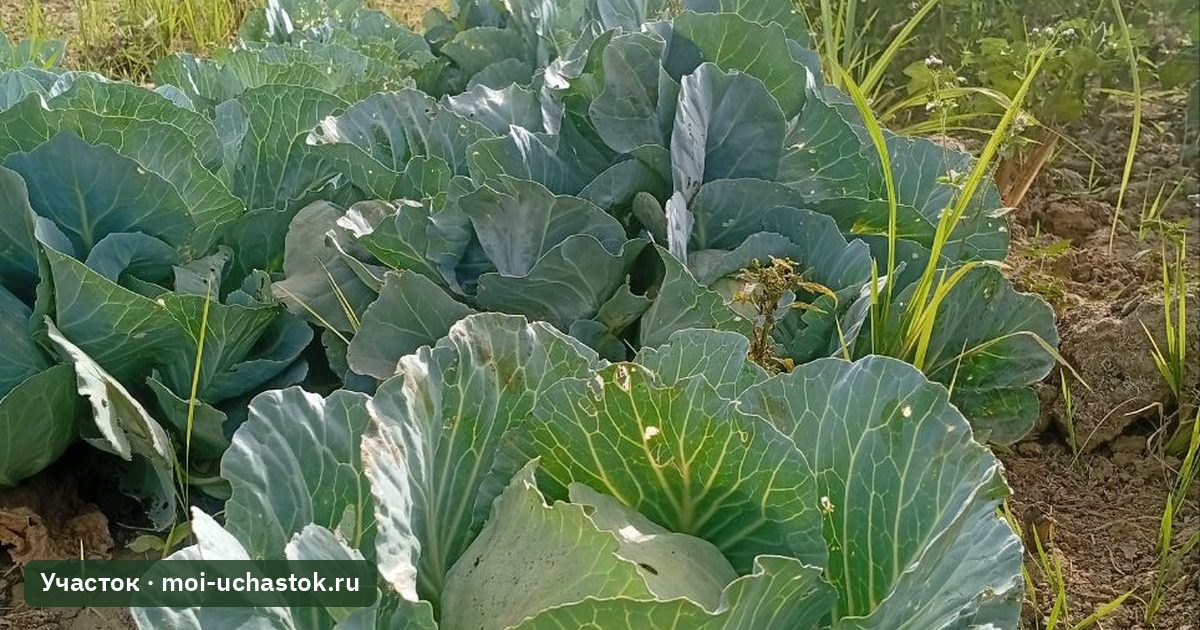 Кочаны белокочанной капусты перед уборкой