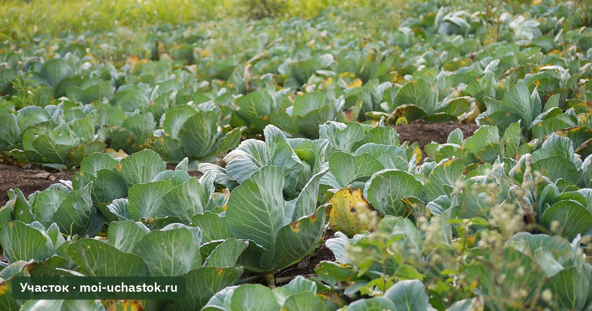 Белокочанная капуста на поле с завязавшимися кочанами