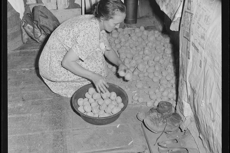 Переборка картофеля из хранилища