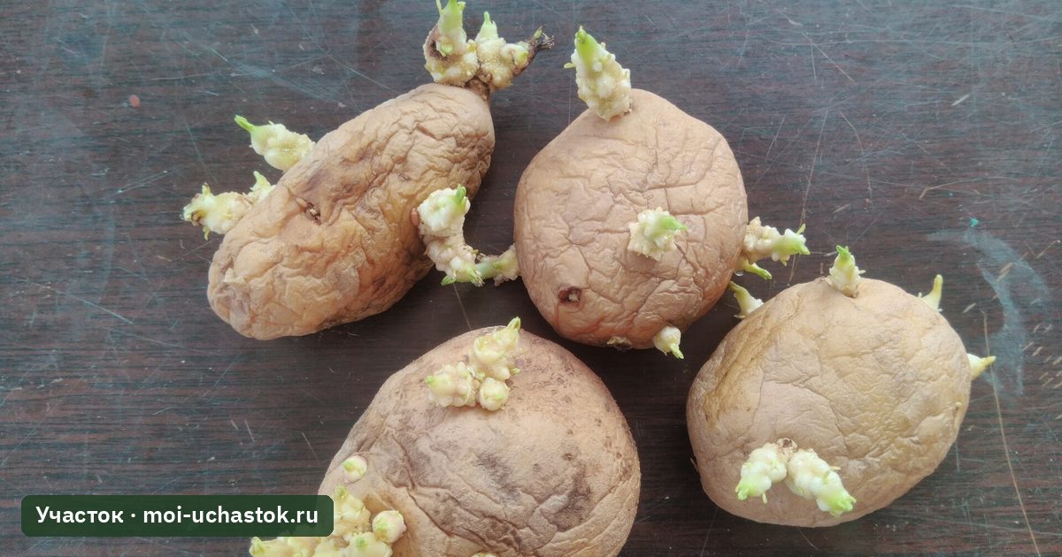 Проросшие клубни картофеля