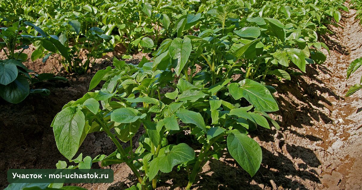 Картофельное поле