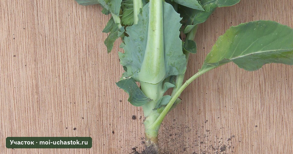 Корни цветной капусты, поражённые килой
