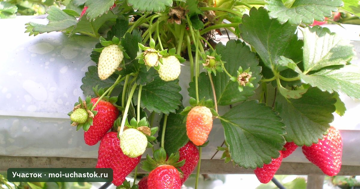Куст клубники со спелыми и недозревшими ягодами