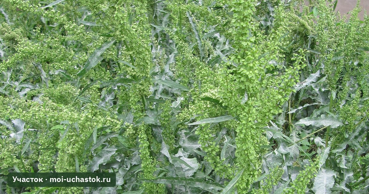 Разросшийся конский щавель