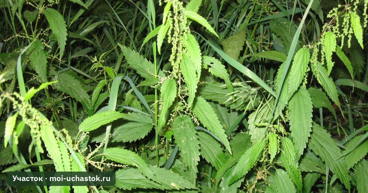 Заросли крапивы двудомной