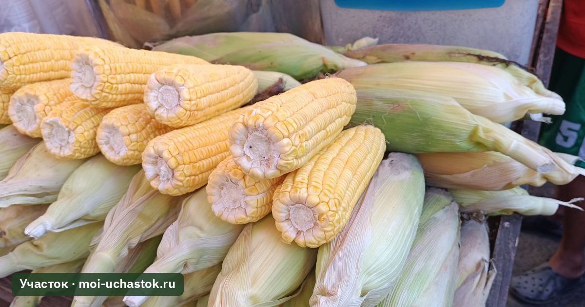 Початки сахарной кукурузы с полностью выполненными зёрнами
