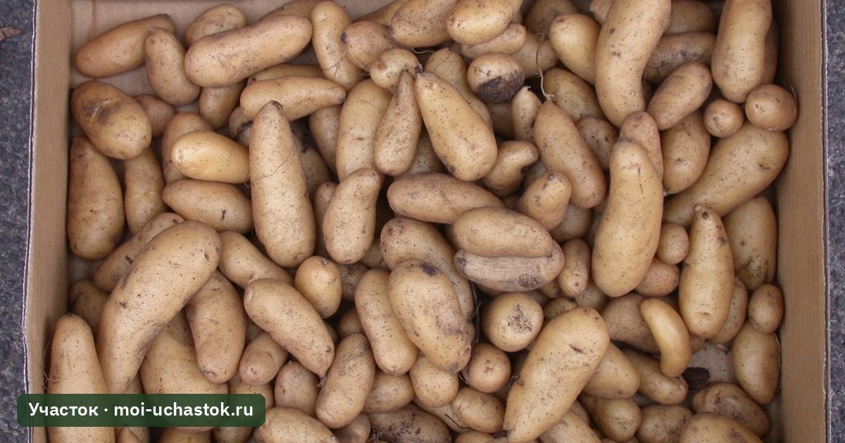 Мелкий урожай картофеля после жаркого лета