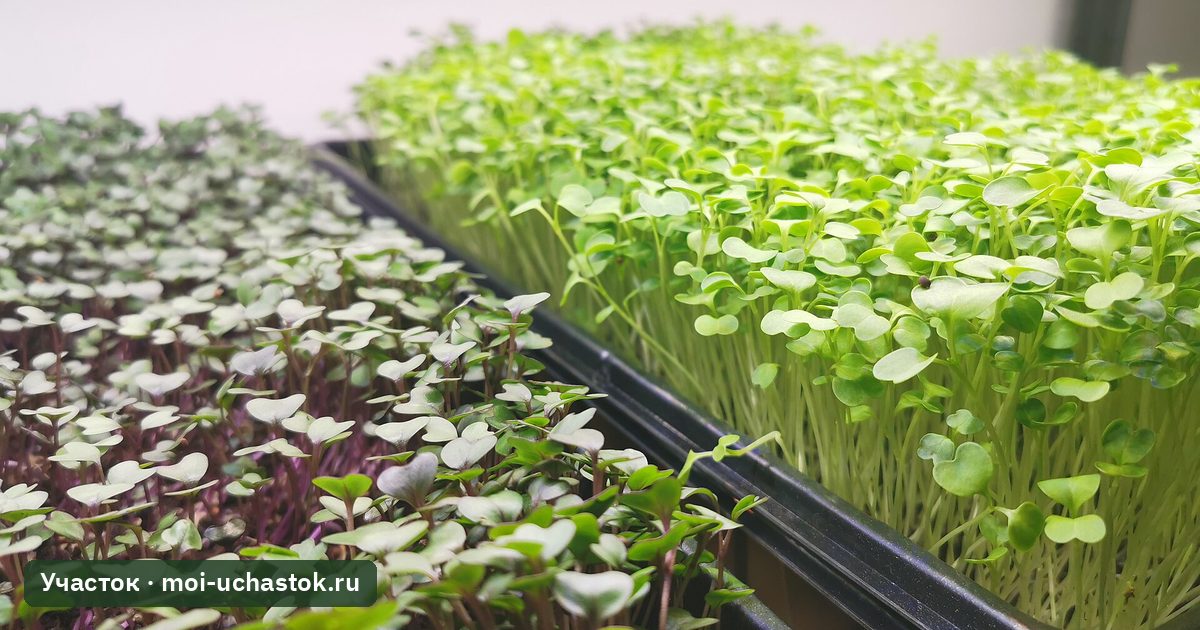 Микрозелень брокколи и редиса в лотках