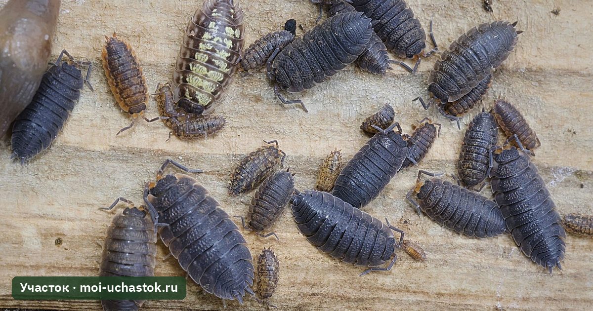 Скопление мокриц под укрытием