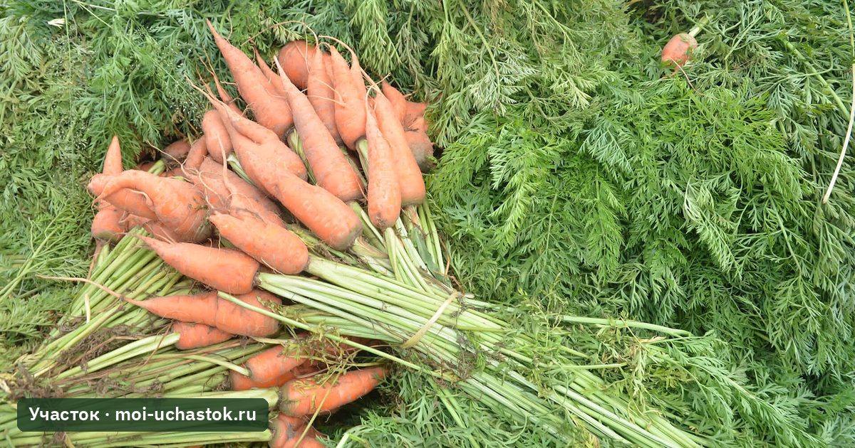Свежая морковь с грядки