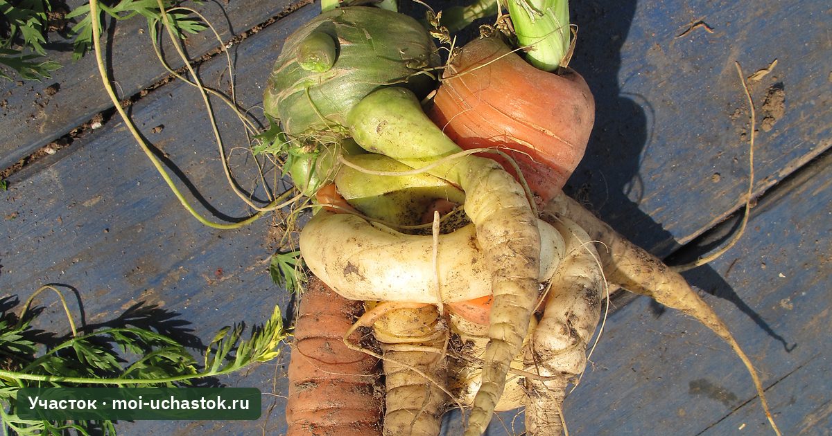 Переплетённые корнеплоды моркови