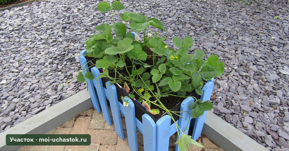 Кусты садовой земляники в ящике среди гравия