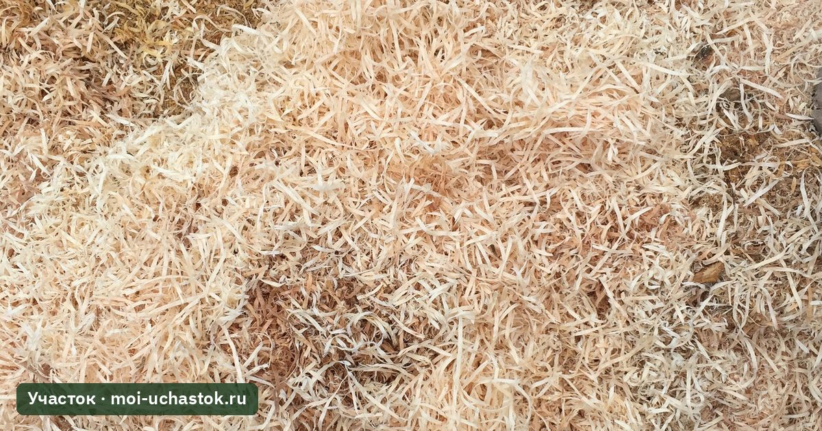 Свежая древесная стружка и опилки на земле