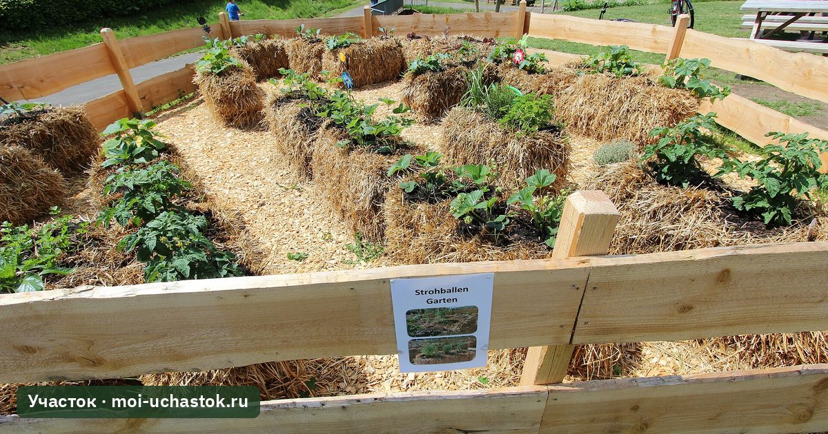 Огород на тюках соломы с посадками в мульче из соломы