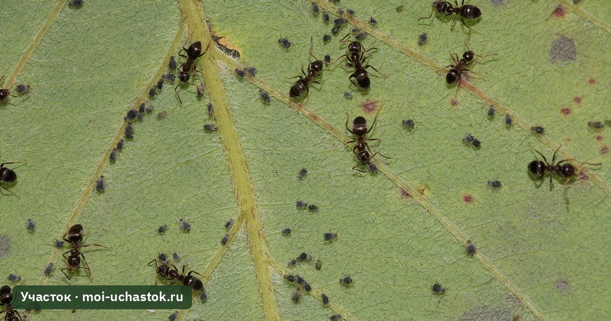 Муравьи пасут тлю на нижней стороне листа