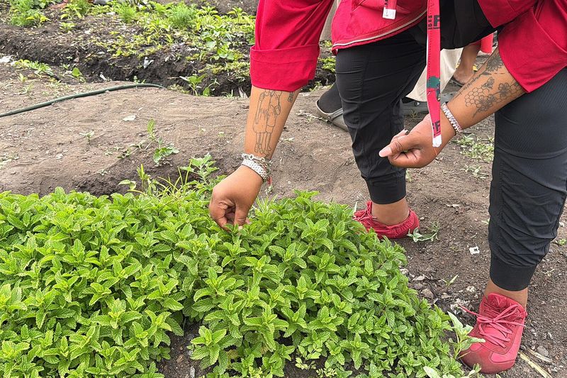 Посев семян на огородной грядке