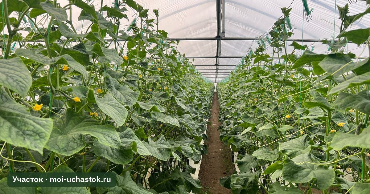 Огурцы в теплице на шпалере