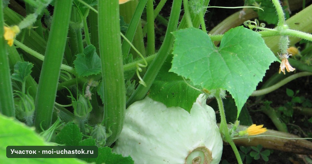 Патиссон на кусте