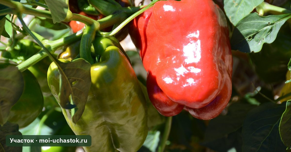 Зелёный и покрасневший сладкий перец на кусте