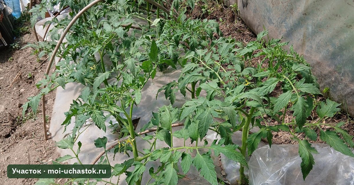 Грядки в плёночной теплице