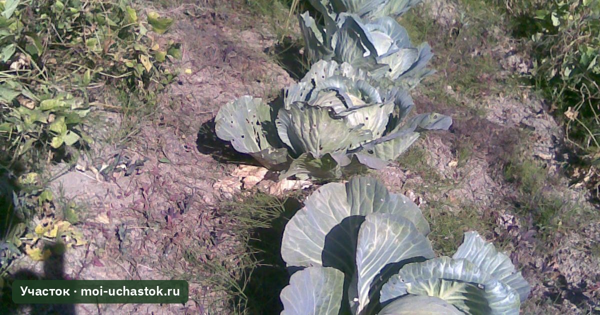 Кочан белокочанной капусты на грядке